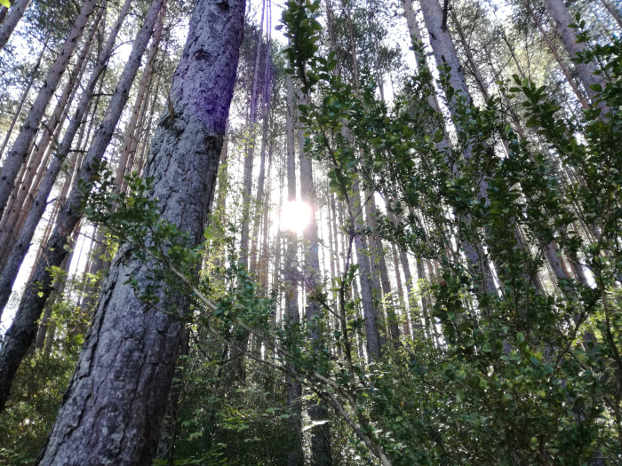 Reglamento de productos libres de desforestación y degradación ambiental