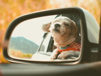 Transporte de mascotas en vehículos de forma segura