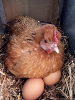 Las gallinas ya han puesto huevos!!!!
