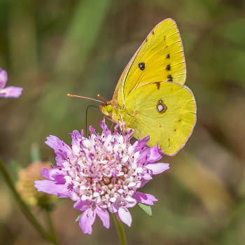 Promesa de Biodiversidad