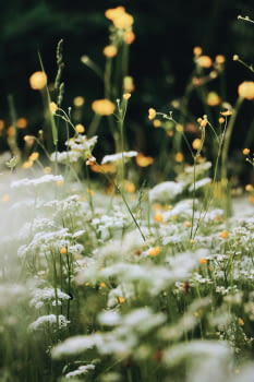 Alergias primaverales: ¿cómo detectarlas y reducir sus síntomas?