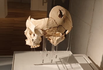 Expositor para un cráneo