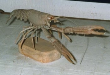 Replica of a norway lobster