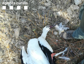 Els Agents Rurals de l’Urgell recullen cinc cadàvers de cigonya blanca presumptament electrocutades a les rodalies de Tàrrega