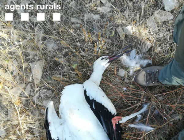 Els Agents Rurals de l’Urgell recullen cinc cadàvers de cigonya blanca presumptament electrocutades a les rodalies de Tàrrega