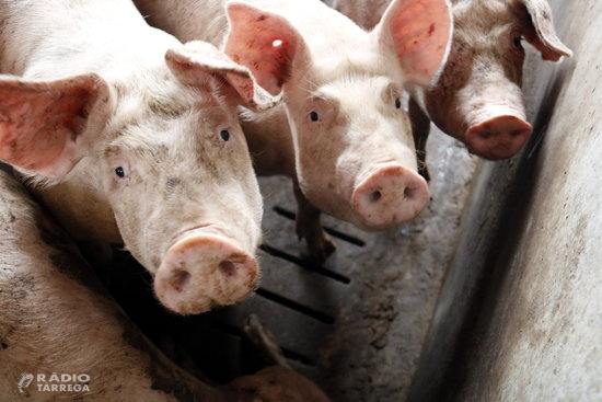 El Govern crea una comissió interdepartamental per a la lluita contra la pesta porcina africana