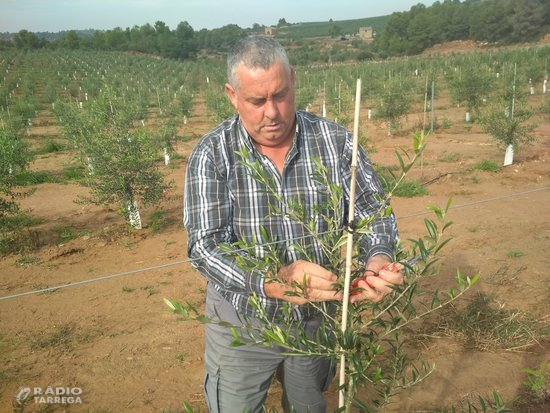 JARC denuncia una caiguda del preu de l'oli de les DO catalanes per les importacions extracomunitàries sense aranzels