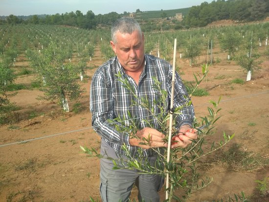 JARC denuncia una caiguda del preu de l'oli de les DO catalanes per les importacions extracomunitàries sense aranzels