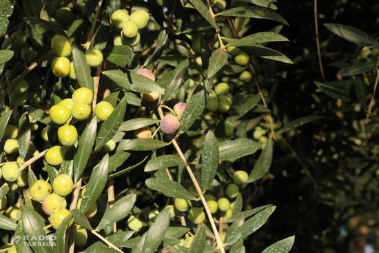 Unió de Pagesos alerta d'una davallada d'entre el 30% i el 805 de la producció d'olives per la meteorologia adversa