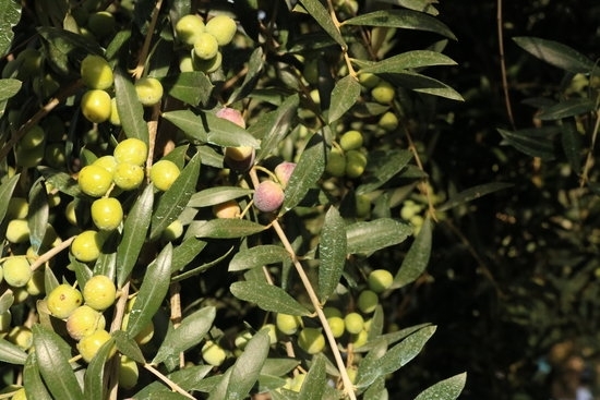 Unió de Pagesos alerta d'una davallada d'entre el 30% i el 805 de la producció d'olives per la meteorologia adversa