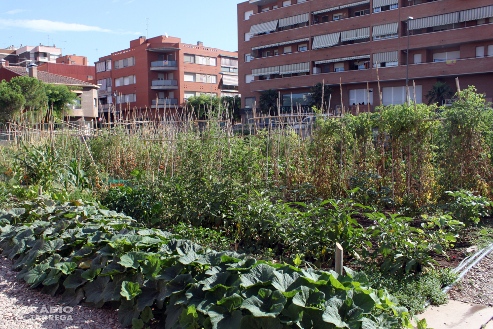 L’Ajuntament de Tàrrega obre el termini de sol·licituds per fer ús dels horts socials, amb 25 parcel·les destinades a l’autoconsum