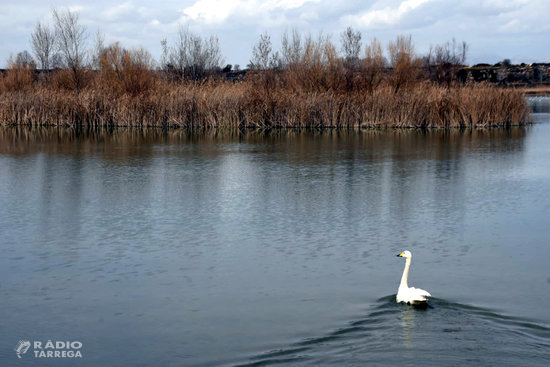 Alliberen a la plana de Lleida el cigne cantaire que es va trobar al gener pels carrers de Barcelona