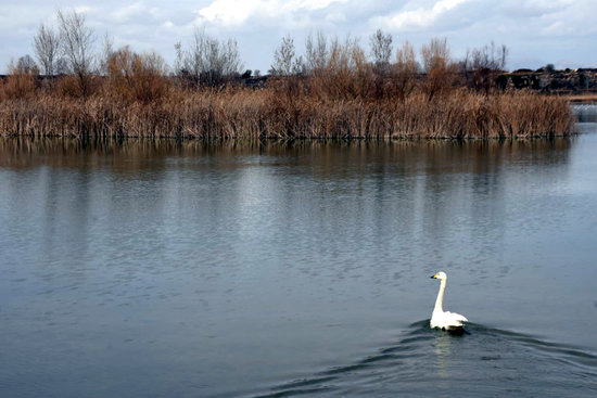 Alliberen a la plana de Lleida el cigne cantaire que es va trobar al gener pels carrers de Barcelona
