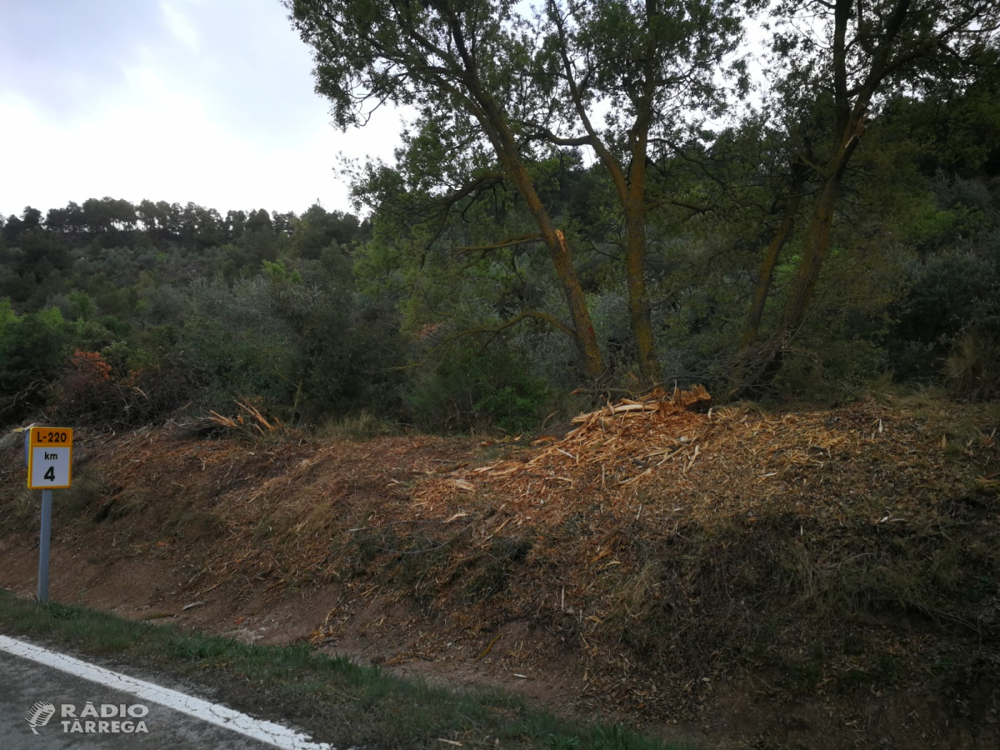 Denuncia per la destrossa de l’arbrat a les carreteres C-14 i L- 220 a la comarca de l’Urgell