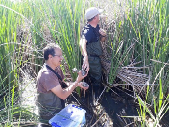 L'estany d'Ivars i Vila-sana acull per primera vegada un projecte de monitoratge de bernat pescaire