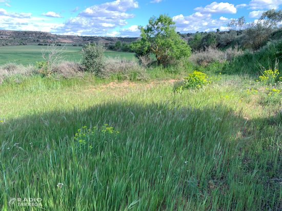 Deixar marges més amples als camps de cereal pot reduir les males herbes, segons una recerca en què participa la UdL