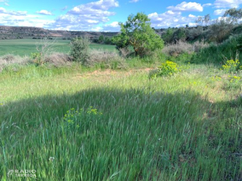 Deixar marges més amples als camps de cereal pot reduir les males herbes, segons una recerca en què participa la UdL