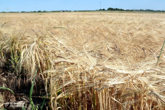 Les comarques de Lleida inicien la recol·lecció del cereal d'hivern en un any en què es preveu menys producció