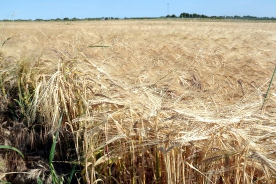 Les comarques de Lleida inicien la recol·lecció del cereal d'hivern en un any en què es preveu menys producció