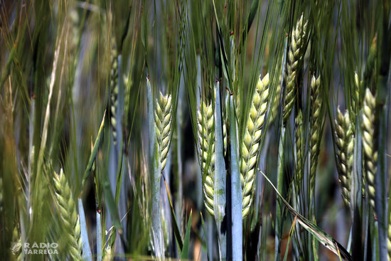 El canvi climàtic provoca una pèrdua del 33% en la collita de cereal a Catalunya