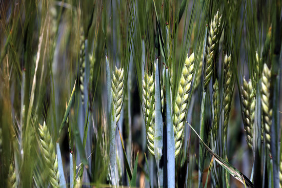 El canvi climàtic provoca una pèrdua del 33% en la collita de cereal a Catalunya