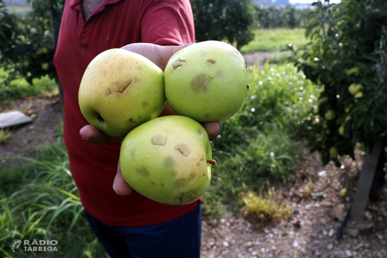 Una tempesta acompanyada de pedra afecta cultius de fruita a diferents punts del Pla d'Urgell