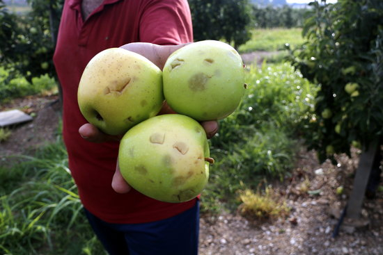 Una tempesta acompanyada de pedra afecta cultius de fruita a diferents punts del Pla d'Urgell