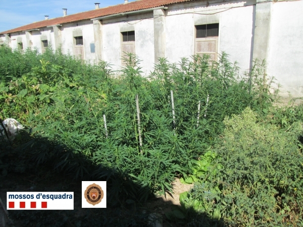 Els Mossos d'Esquadra detenen una persona i desmantellen una plantació de marihuana a Agramunt