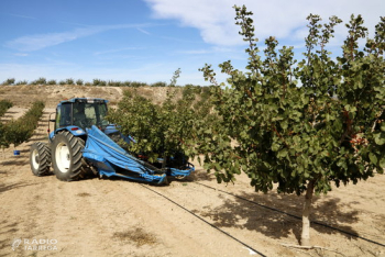 S'avança un any la primera collita de pistatxos de Tàrrega regats amb aigua del Segarra-Garrigues