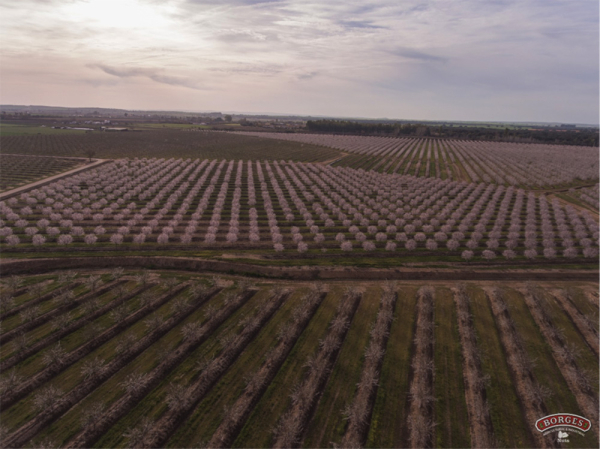 Borges Agricultural & Industrial Nuts al tancament del primer trimestre de 2019/20 ha incrementat la seva facturació en un 11,7%