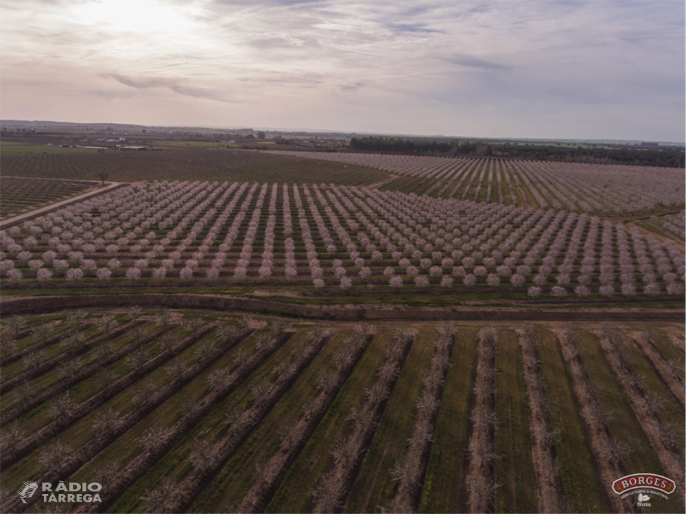 Borges Agricultural & Industrial Nuts al tancament del primer trimestre de 2019/20 ha incrementat la seva facturació en un 11,7%