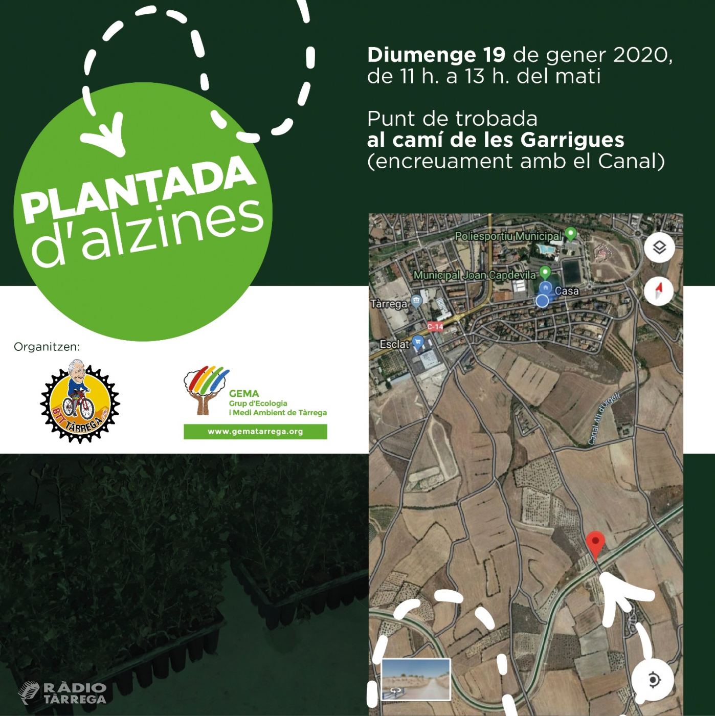 BTT Tàrrega i GEMA organitzen una plantada d'alzines a les zones ermes del canal Segarra Garrigues al seu pas per Tàrrega