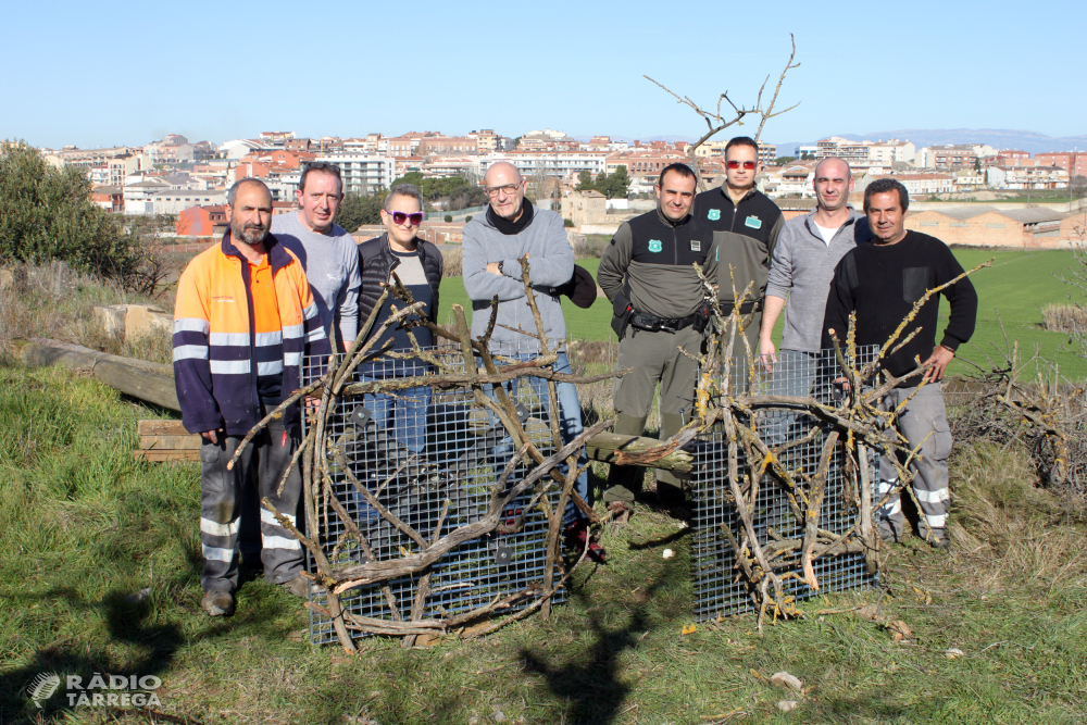 Instal·len dos nius de cigonya als afores de Tàrrega, vora la ribera de l’Ondara