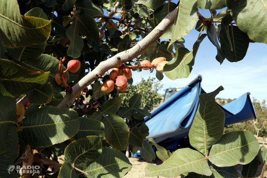 Borges Agricultural & Indutrial Nuts obté 2,1 MEUR al tancament del primer semestre