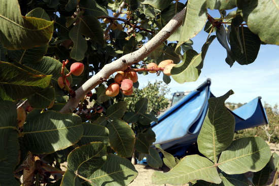 Borges Agricultural & Indutrial Nuts obté 2,1 MEUR al tancament del primer semestre