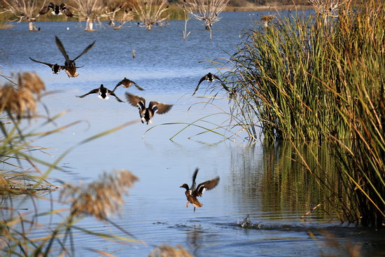 El nombre d'ocells aquàtics hivernants a la demarcació de Lleida disminueix en 1.250 exemplars