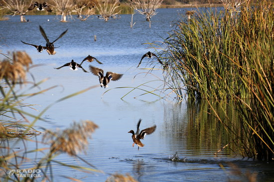 El nombre d'ocells aquàtics hivernants a la demarcació de Lleida disminueix en 1.250 exemplars