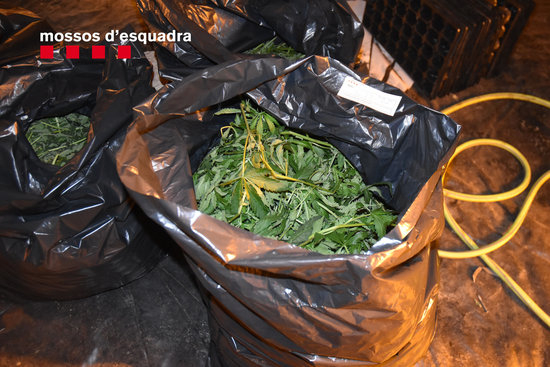 Desarticulada una organització criminal a Ponent que va passar de robar a cases aïllades al tràfic de marihuana