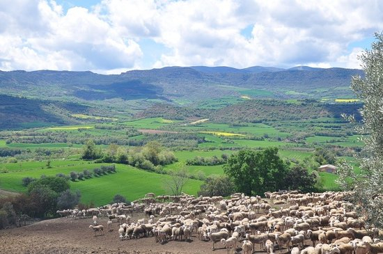 Es prorroga el termini per presentar la sol·licitud dels ajuts i tràmits a la DUN 2020