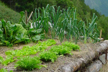 El Govern permetrà anar als horts particulars per collir aliments "necessaris per a la subsistència"