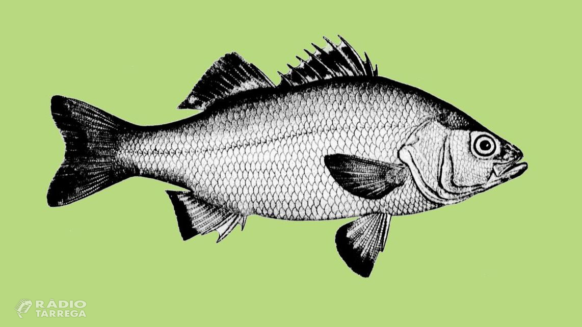 Eduard Ribera publica el seu darrer llibre ‘El peix que volia ser home’