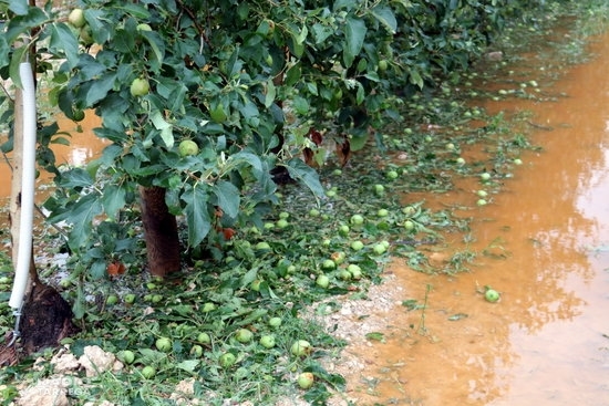 La pedregada deixa danys de fins el 100% en poma i pera a l'Urgell i també malmet camps de panís i cereal