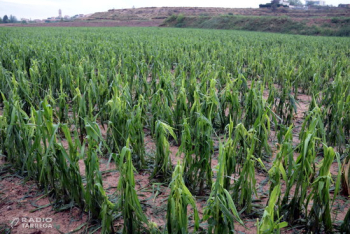 La pedregada d'aquest dimecres a Lleida ha afectat més de 13.000 hectàrees de conreu, segons Agricultura