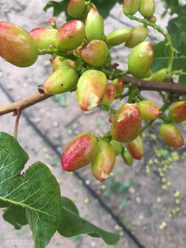 La primera gran collita de festucs de la finca Mas Colom de Tàrrega queda danyada per la calamarsa