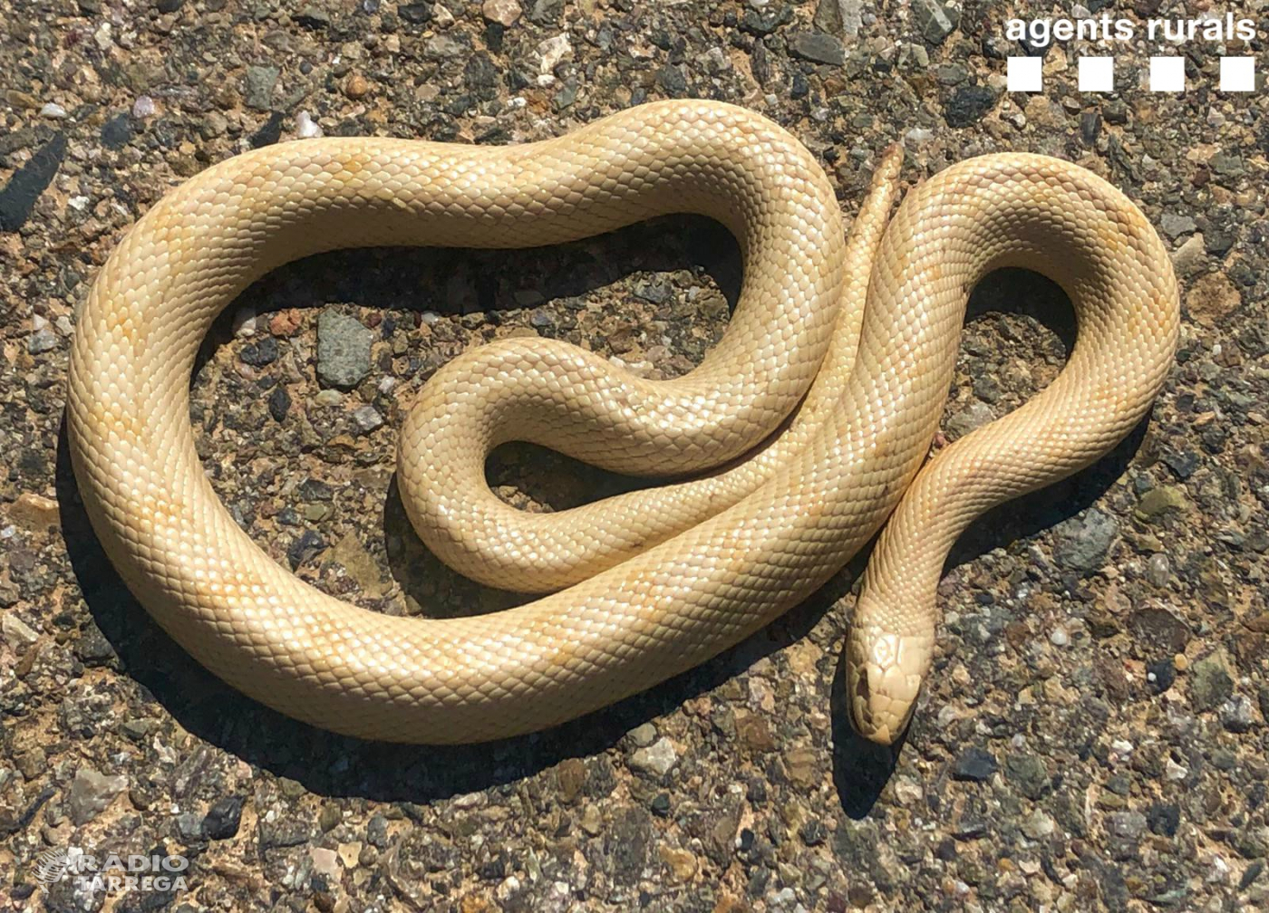 Els Agents Rurals descobreixen un exemplar de serp albina a Vallbona de les Monges
