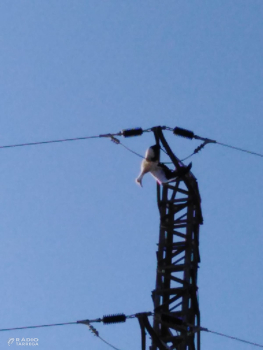 El Grup d'Ecologia i de Medi Ambient de Tàrrega, denuncia la mort per electrocució d'un exemplar juvenil de cigonya