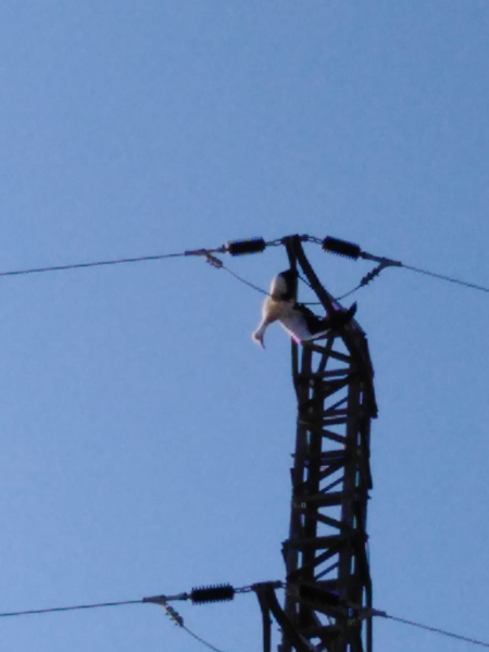 El Grup d'Ecologia i de Medi Ambient de Tàrrega, denuncia la mort per electrocució d'un exemplar juvenil de cigonya