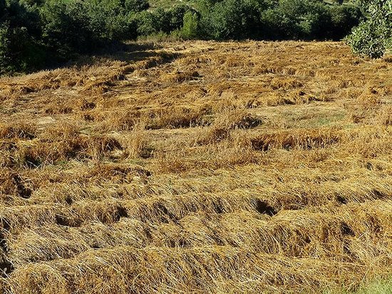 Unió de Pagesos rebaixa les expectatives i apunta a una "mala" collita d'ordi i pèsol i "normal" en blat i colza