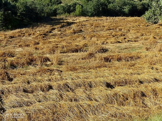 Unió de Pagesos rebaixa les expectatives i apunta a una "mala" collita d'ordi i pèsol i "normal" en blat i colza