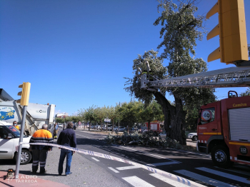 El vent provoca diversos incidents a Tàrrega, principalment en arbres i contenidors